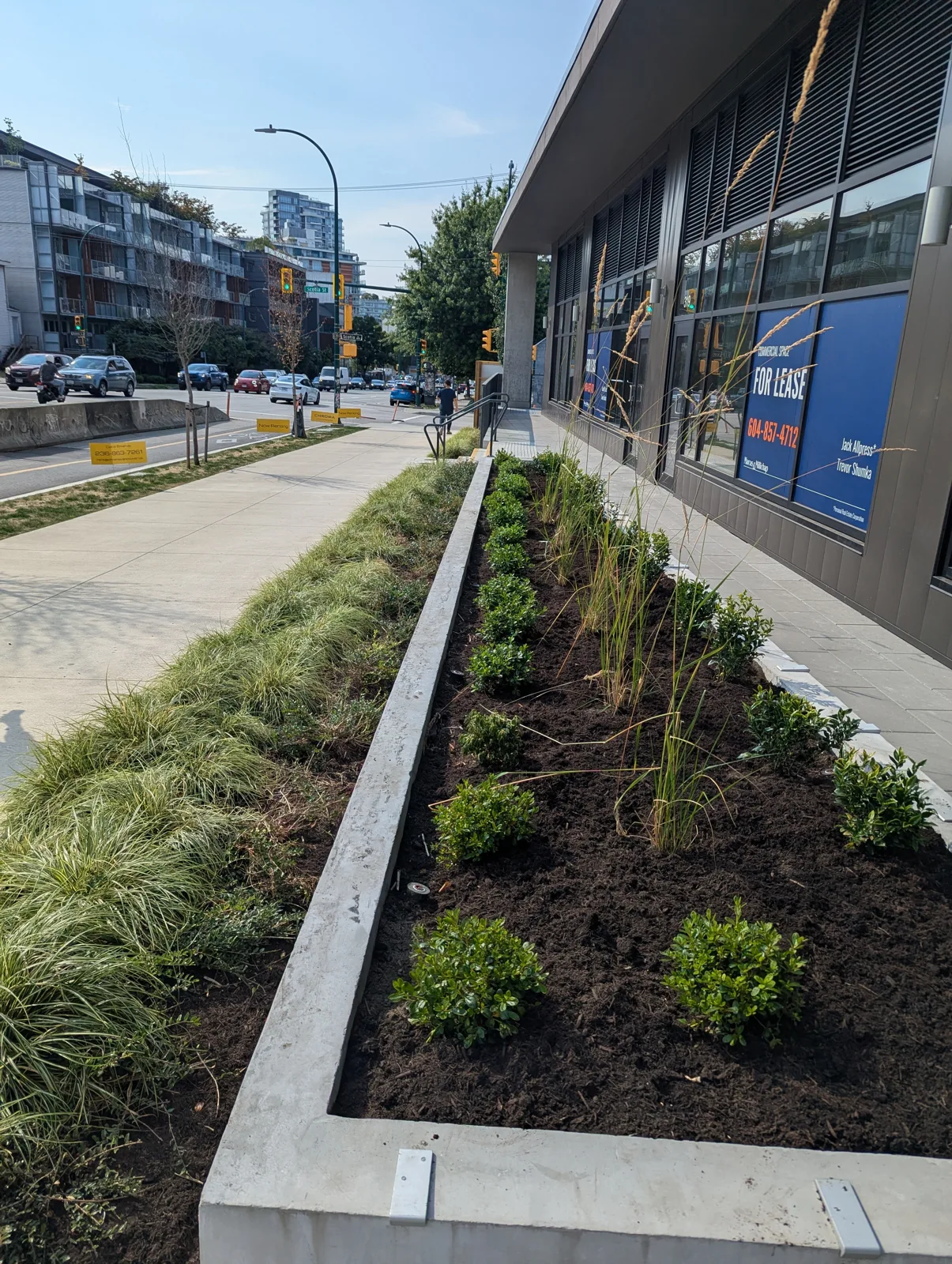 Commercial landscape project