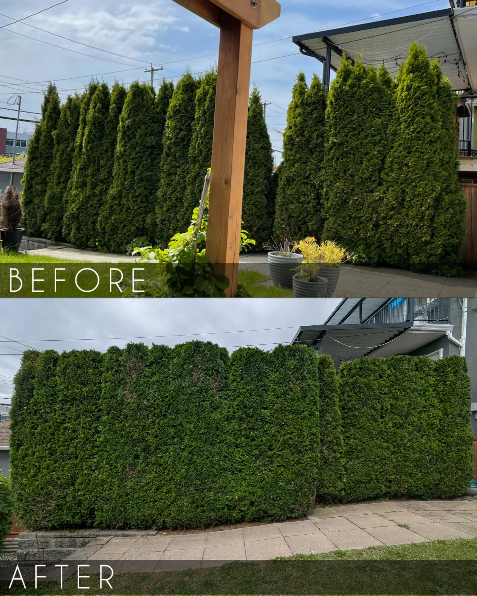 Tall cedar hedge before and after pruning