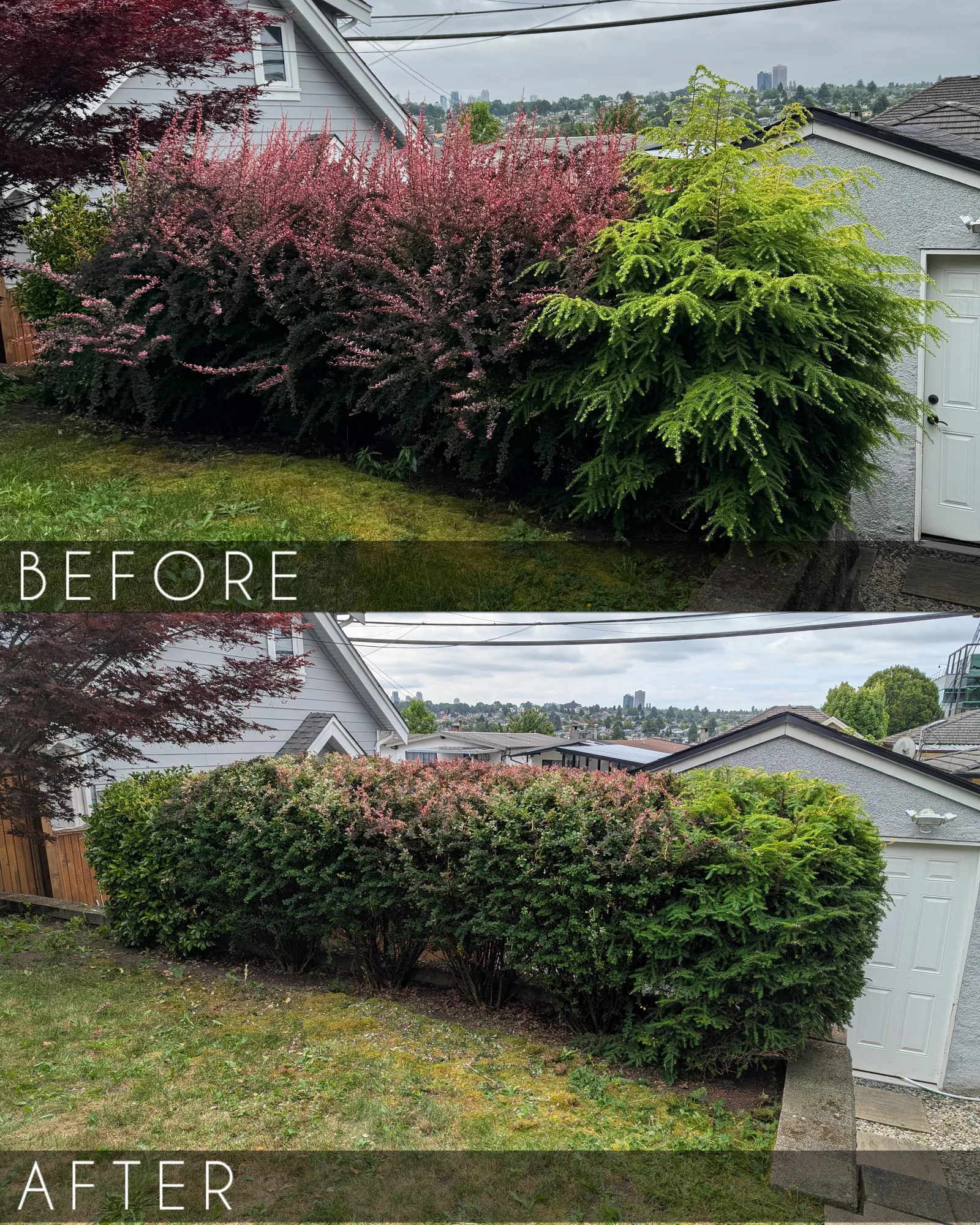 Overgrown shrubs restored with careful pruning