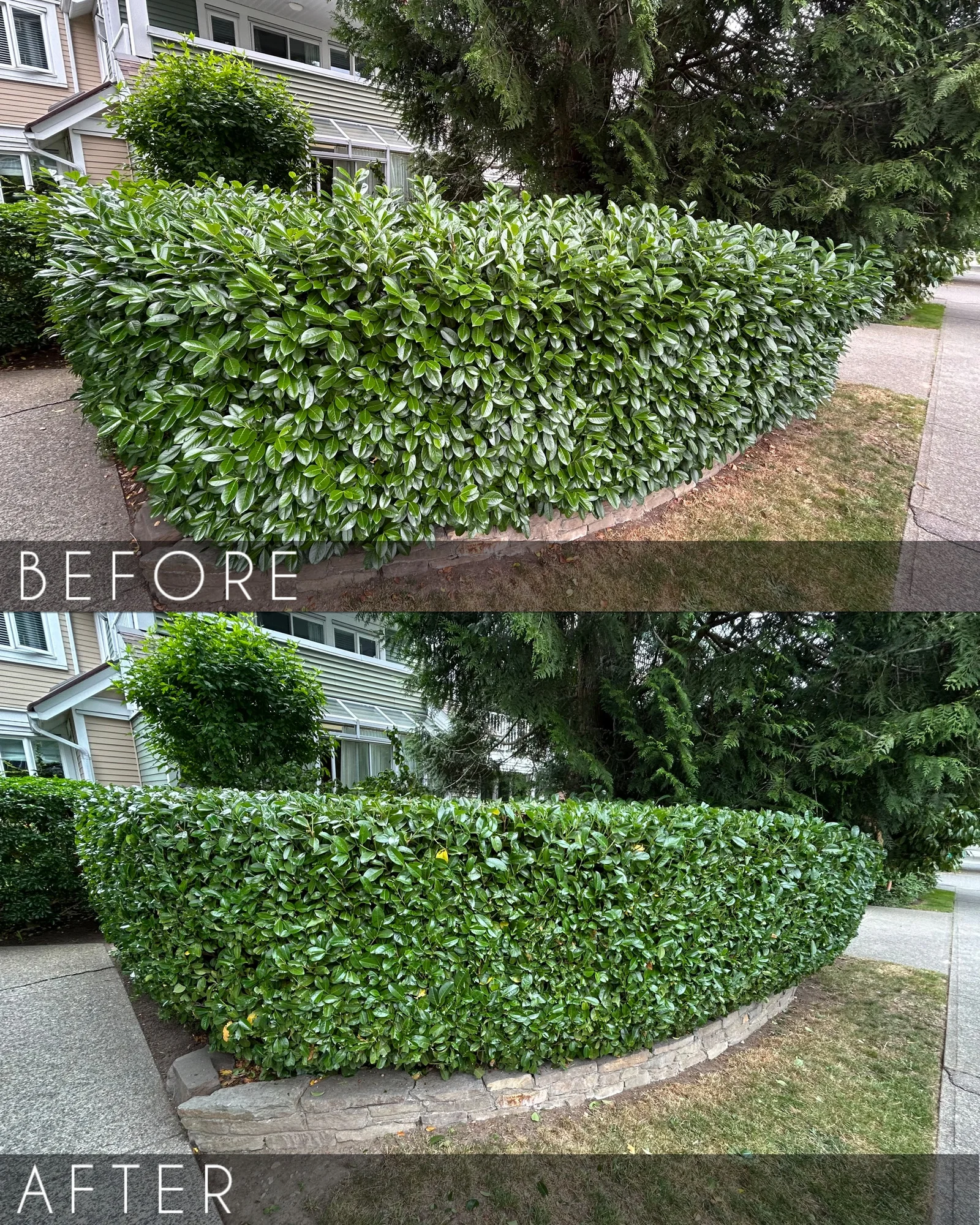 Laurel hedge before and after shaping