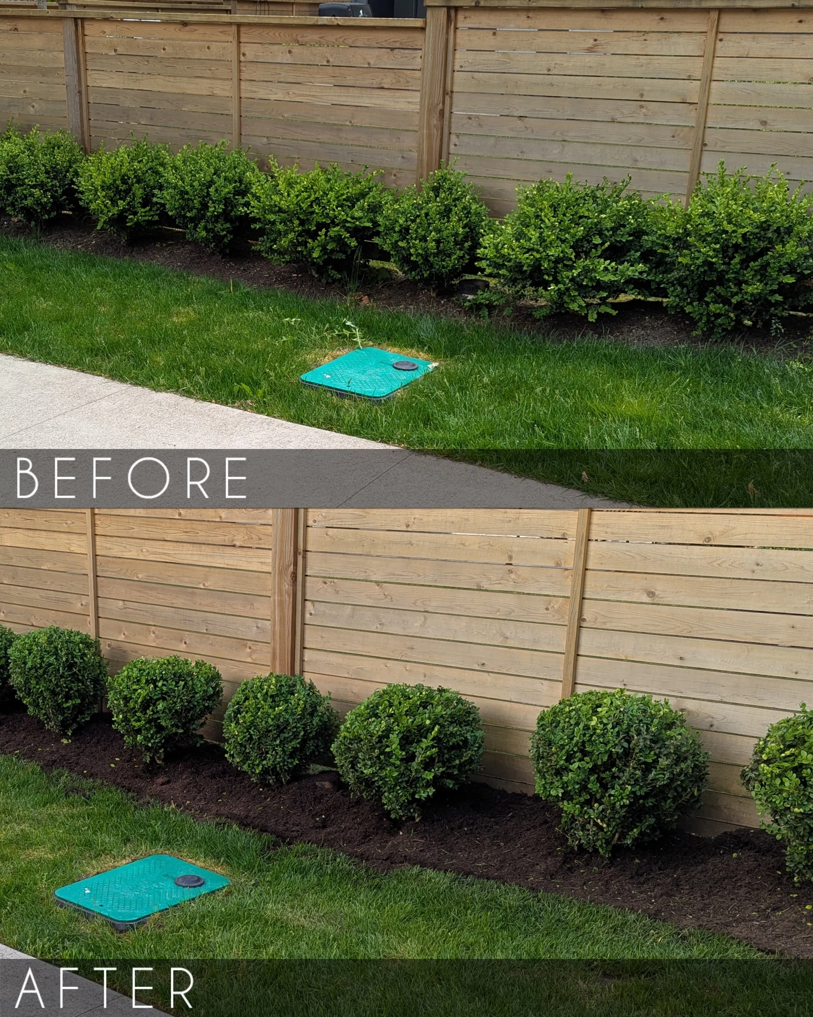 Boxwood border before and after pruning