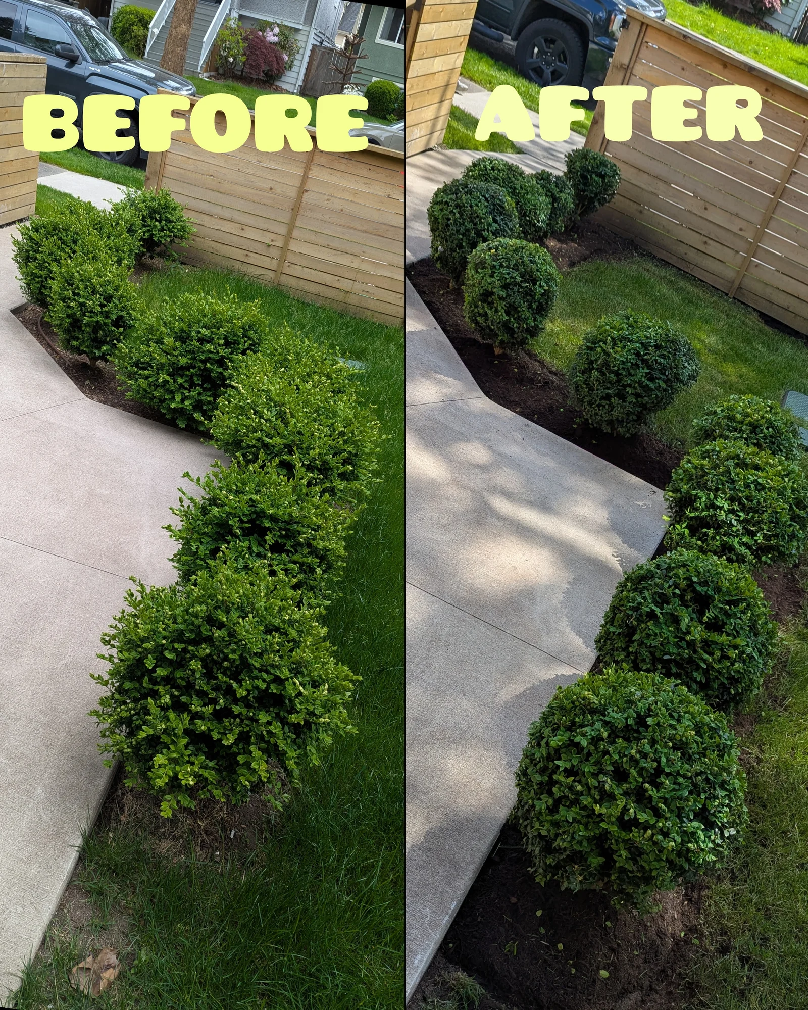 Boxwood shrubs reshaped along a garden path