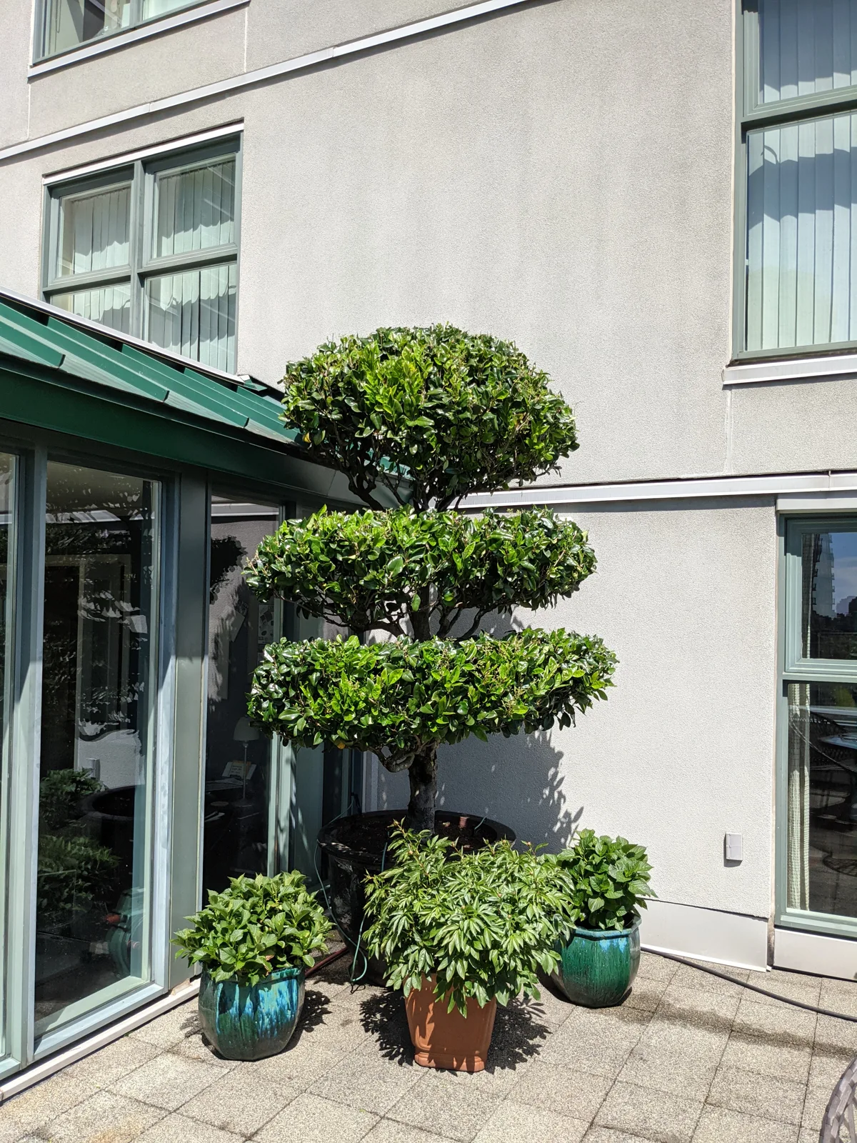 Ornamental pruning by the patio